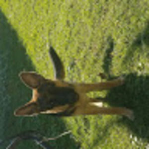 Meet your Posher, Izzy